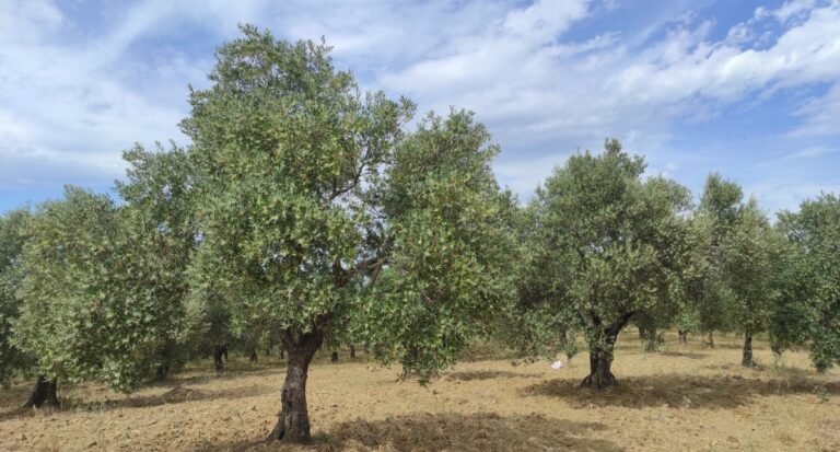 Zeytin agaclarimiz1.1196x643px